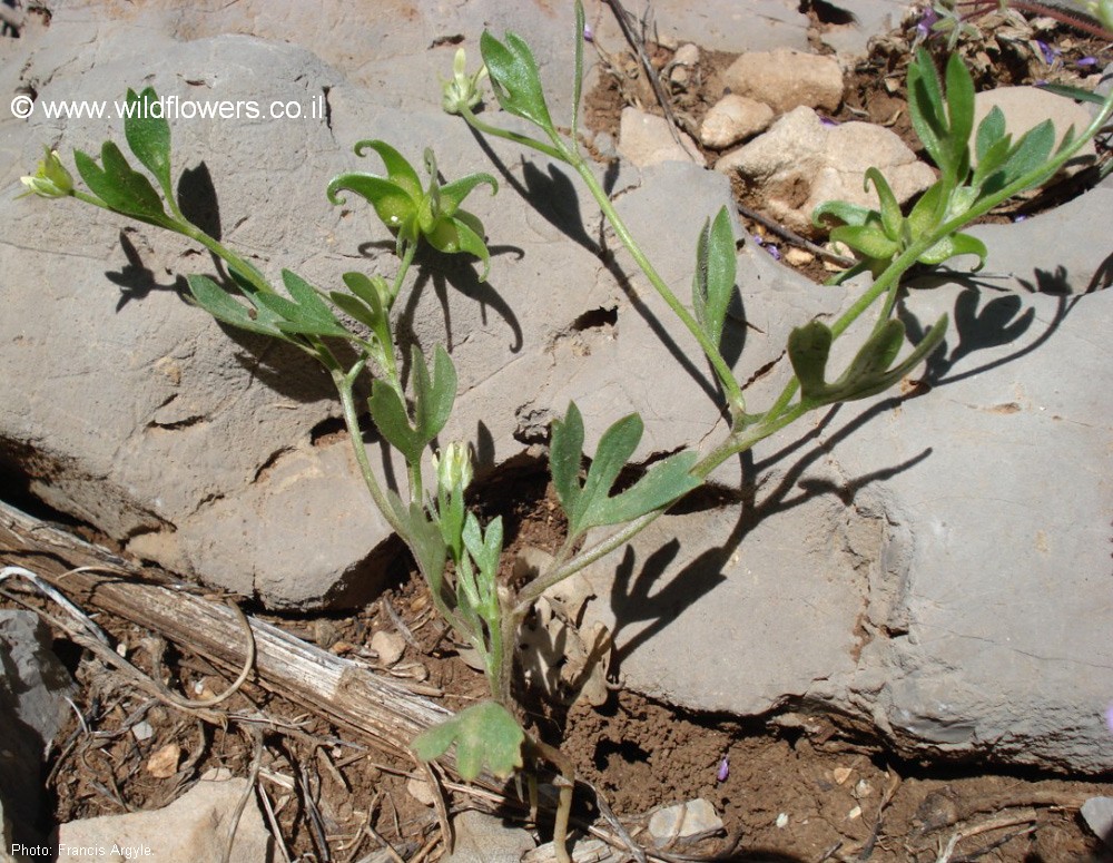 Ranunculus pinardii
